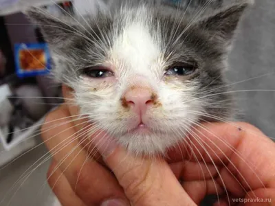 Ринотрахеит у кошек: симптомы, лечение, профилактика | Блог зоомагазина  Zootovary.com