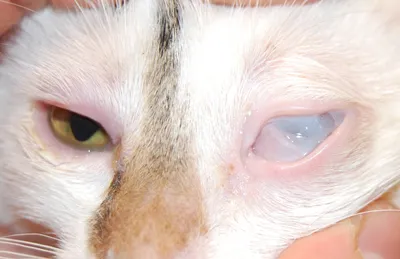 Герпесвирус кошек, вирусный ринотрахеит кошек | Офтальмологическое  отделение ветеринарной клиники
