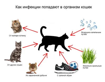 ZOO DOCTOR - Герпесвирусная инфекция кошек (ринотрахеит) –... | Facebook