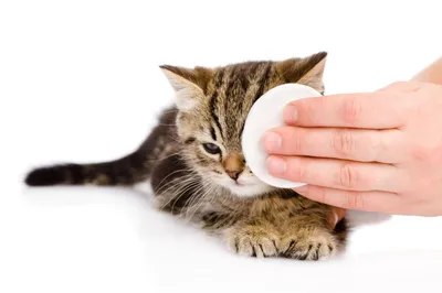 Ринотрахеит у кошек: симптомы и терапия - ветклиника \"в Добрые Руки\"