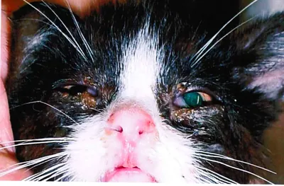Герпесвирусная инфекция у кошек | В этом видео вы узнаете об особенностях  терапии герпесвирусной инфекции у кошек с применением препарата Фелиферон.  Статьи по результатам исследований:... | By Фелиферон | Facebook