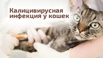 Гемобартонеллез у кошек: симптомы и лечение, опасность