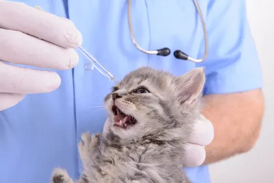 Что такое ринотрахеит кошек. Симптомы, лечение | Ветеринарная клиника в  Петушках