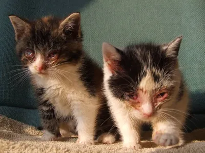 Ринотрахеит у кошек 🐱 симптомы и лечение вируса герпеса