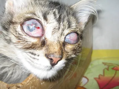Герпесвирусная инфекция у кошек (ринотрахеит у кошек): симпотмы, признаки и  лечение. | Домашние животные - самое важное | Дзен