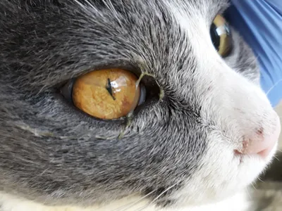 Кальцивироз - опасное заболевание для кошек | Zoohub