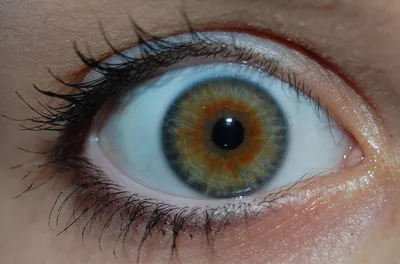 Разные глаза eyes | Глаза, Лицо, Эстетика
