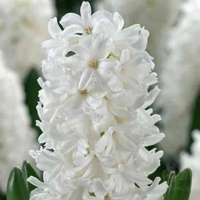 Купить Гиацинт «Белый» из каталога Цветы в Сыктывкаре - «Флориска».