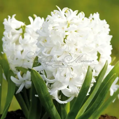 Гиацинт Вайт Пёрл (Hyacinthus White Pearl) - Луковицы гиацинтов - купить  недорого гиацинты в Москве в интернет-магазине Сад вашей мечты