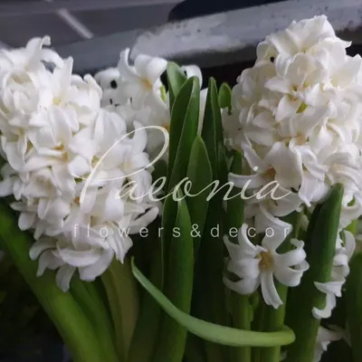 Белый ковер - виноградный гиацинт с белыми цветами - большая пачка! - 100  шт - – Garden Seeds Market | Бесплатная доставка