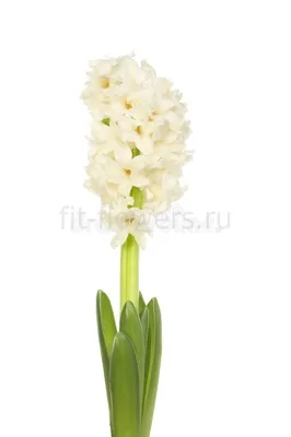 Купить Гиацинт «Белый» из каталога Цветы в Сыктывкаре - «Флориска».