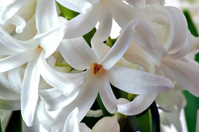 Фото \"Махровый белый гиацинт.\" :: PhotoGlade - фото цветов: хризантем, роз,  тюльпанов