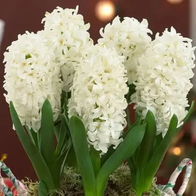 Гиацинт закрытый искусственный Белый | Купить искусственные цветы в Москве