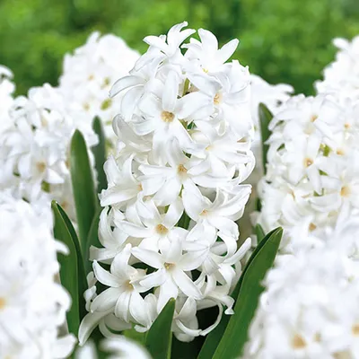 ꕤ Гиацинт White Pearl • купить Гиацинт White Pearl по цене от 34.99 грн. в  Украине