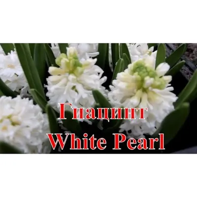 Гиацинт White Pearl 3 шт/уп. купить за 390 р. в садовом центре АСТ Медовое