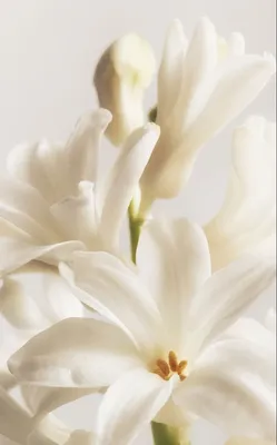 Гиацинт — цветок дождя. Посадка, уход, размножение, выращивание, хранение.  Болезни, вредители. Фото — Ботаничка