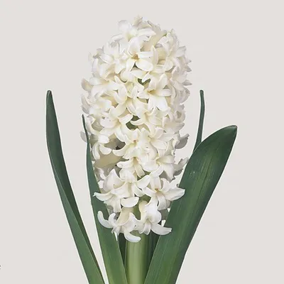 Гиацинт белый - заказать и купить цветы с доставкой | Donpion