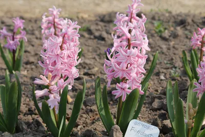 Гиацинт Фондант 3 шт цена 299,00/3 шт (старая цена 379,00/3 шт) Гиацинт с  розово-перламутровым соцветием длиной до 20 см и крупными, около… |  Instagram