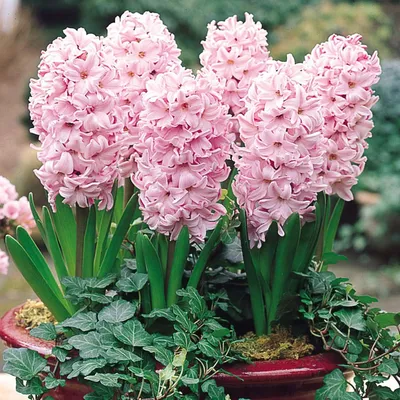 Гиацинт Фондант (Hyacinthus Fondant), 3 шт J.W.A. Lefeber 174929406 купить  в интернет-магазине Wildberries