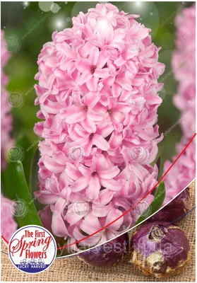 Гиацинт Фондант (Hyacinthus Fondant), 3 шт J.W.A. Lefeber 174929406 купить  в интернет-магазине Wildberries