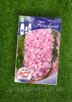 ꕤ Гиацинт Fondant • купить Гиацинт Fondant по цене от 34.99 грн. в Украине