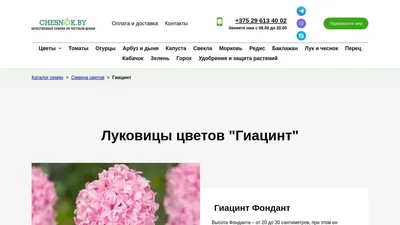 Hyacinthus Гиацинт восточный 'Фондант' — Растения Оптовая FlorAccess