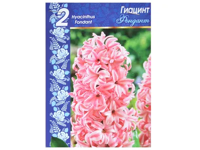 Купить семена цветов Гиацинт почтой в Беларуси в интернет-магазине, каталог  семян с ценами