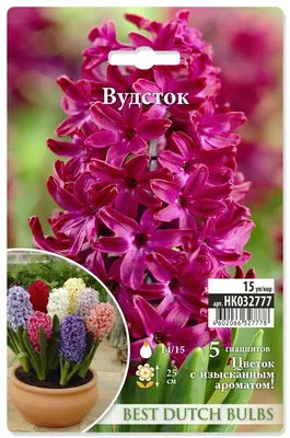 Гиацинт Вудсток (Hyacinthus Woodstock) - Луковицы гиацинтов - купить  недорого гиацинты в Москве в интернет-магазине Сад вашей мечты