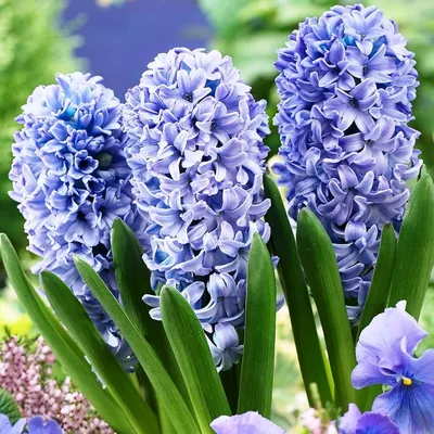 Гиацинт Вудсток (Hyacinthus Woodstock) - Луковицы гиацинтов - купить  недорого гиацинты в Москве в интернет-магазине Сад вашей мечты