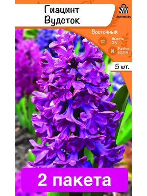 Гиацинт Вудсток (Hyacinthus Woodstock) - Луковицы гиацинтов - купить  недорого гиацинты в Москве в интернет-магазине Сад вашей мечты