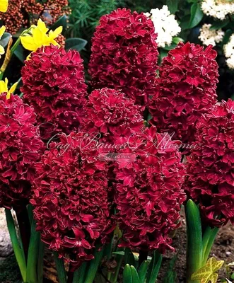 Гиацинт Вудсток (Hyacinthus Woodstock) - Луковицы гиацинтов - купить  недорого гиацинты в Москве в интернет-магазине Сад вашей мечты