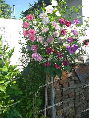 Гибискус сирийский Вайт Шифон (Hibiscus syriacus White Chiffon) С3 —  Питомник Летний сад