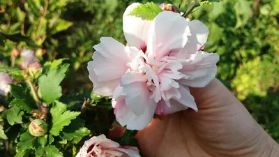 Гибискус сирийский, розовый, махровый (Hibiscus syriacus)