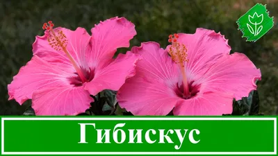 Гибискус Китайская роза | Купить саженцы в питомнике Мир Садовод, Крым