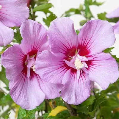 Гибискус сирийский Пинк Шифон (Hibiscus syriacus Pink Chiffon) Р9 —  Питомник Летний сад