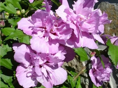 Гибискус розовый – купить в Зеленограде, цена 250 руб., дата размещения:  23.10.2023 – Растения и семена