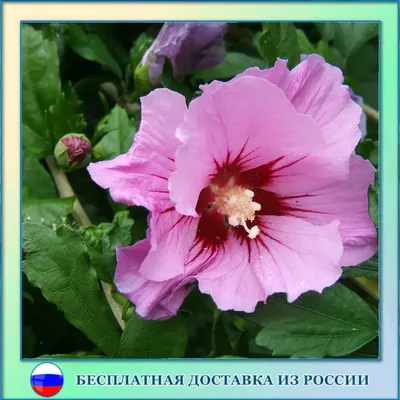 Цветы искусственные Махровый гибискус 82 см, розовый - купить в Москве,  цены на Мегамаркет