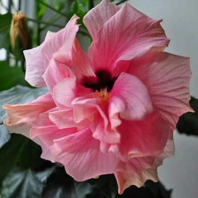 Гибискус цветок (57 фото) - 57 фото