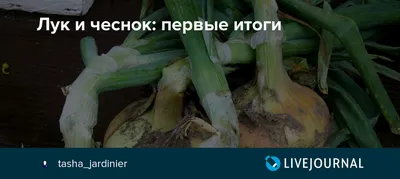 Чеснок Мессидром Garlic Messidrome - купить лук севок (тыканка) и чеснок с  доставкой по Украине в магазине Добродар