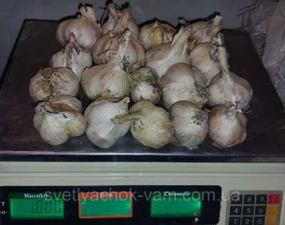 Купить семена лука и чеснока почтой в Беларуси в интернет-магазине, каталог  семян с ценами