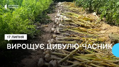 Лук - Луковичные культуры - Овощные культуры - GreenInfo.ru