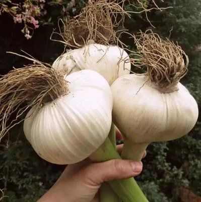 Он более мягкий, не имеет резкого и острого вкуса\". Дачница из Тернополя  рассказала, как четвертый год выращивает гибридный чеснок рокамболь