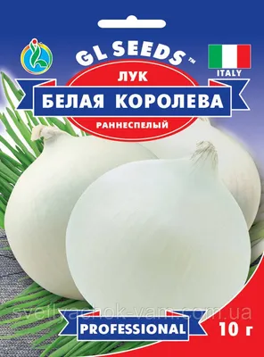 Рокамболь — как выращивать слоновый чеснок? Как отличить. Выращивание, уход  и сбор урожая. Фото — Ботаничка