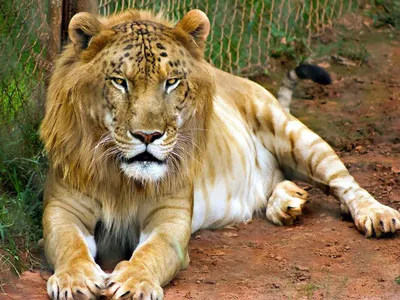 Гибрид льва и тигра фото фото