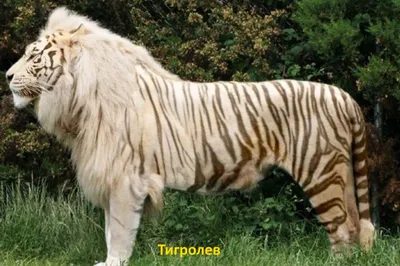 Лигр — гибрид между львом и тигрицей. Является крупнейшим представителем  семейства кошачьих, существующих в настоящее.. | ВКонтакте