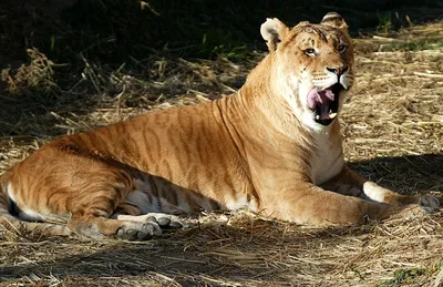 https://www.datso.fr/ru/gallery/photography/animals/wild-animals/tigers/liger