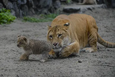 🐯 Красивый Лигр Это гибрид льва …» — создано в Шедевруме