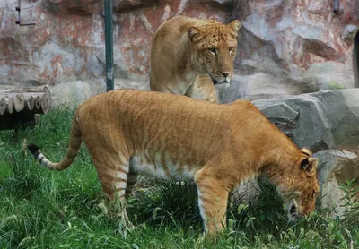 Белое Liger для прогулки в Aviary зоопарка Ligr Гибрид льва и тигра Большое  мужское Ligra Стоковое Фото - изображение насчитывающей тигр, охота:  108363800