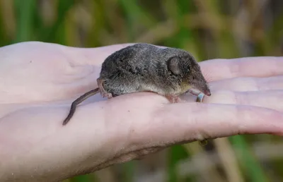 Бурозубка гигантская — Sorex mirabilis