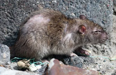 Гигантская «крыса-монстр» найдена на детской площадке в Лондоне (The  Telegraph UK, Великобритания) | 07.10.2022, ИноСМИ